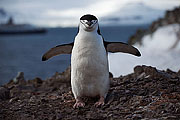 Picture 'Ant1_1_3769 Chinstrap penguin, Half Moon Island, South Shetland Islands, Antarctica and sub-Antarctic islands'